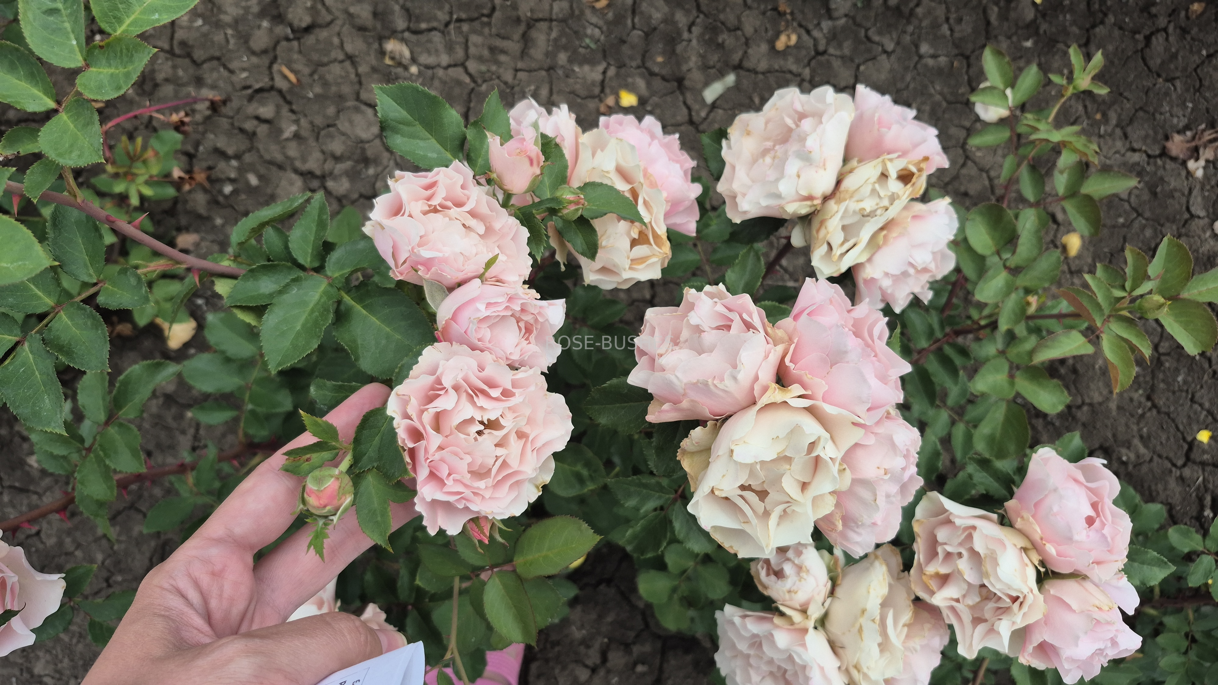 �����. Daphne. (����.����.)